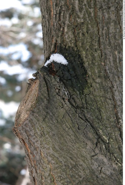 Tree Bark