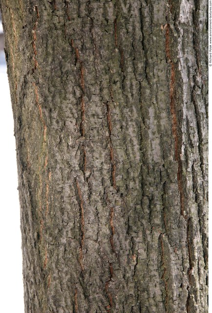 Tree Bark