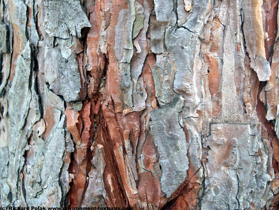 Tree Bark