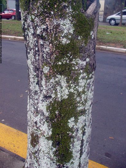 Tree Bark