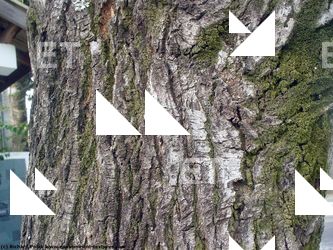 Tree Bark