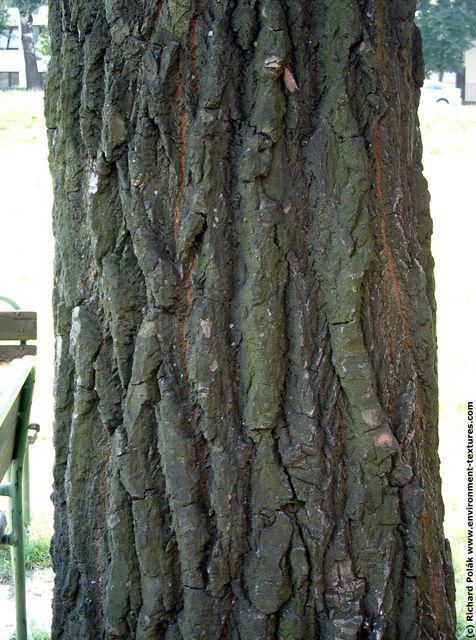 Tree Bark