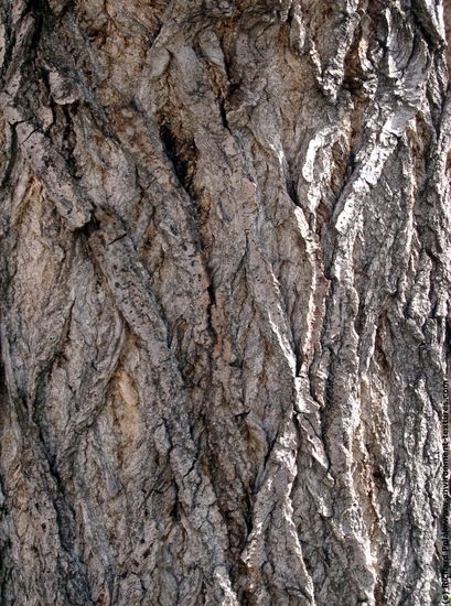 Tree Bark