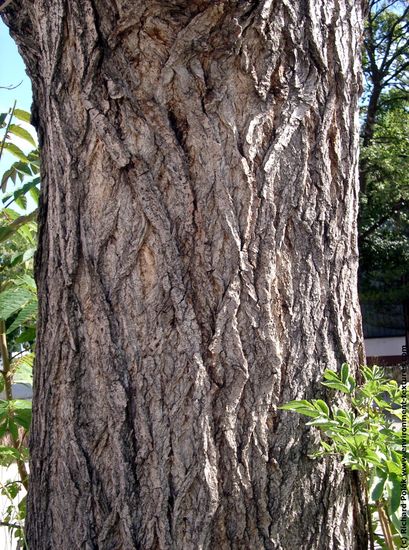 Tree Bark