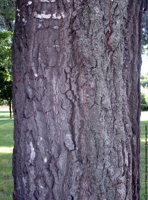 Tree Bark