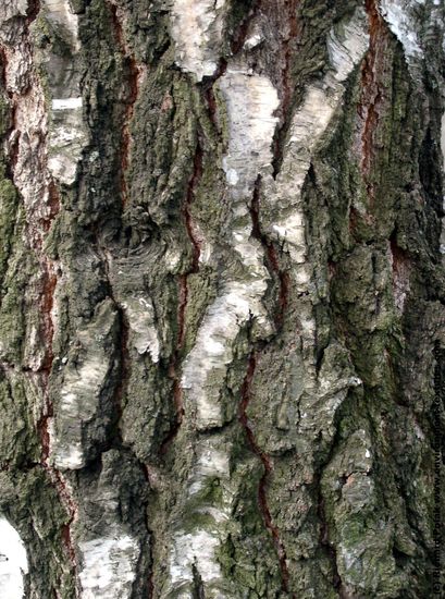 Tree Bark