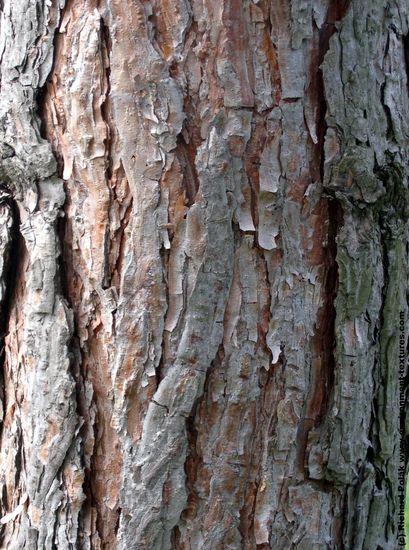 Tree Bark