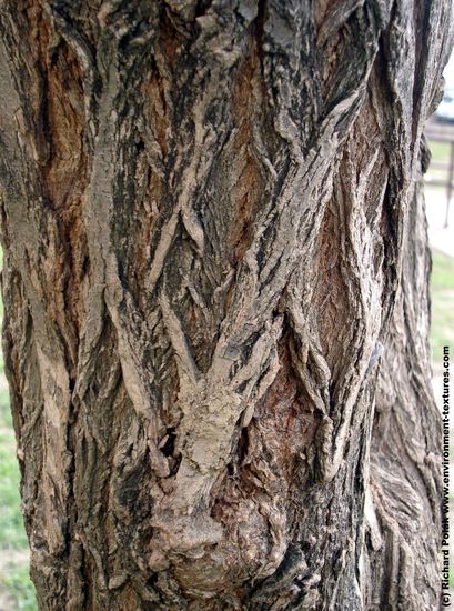 Tree Bark