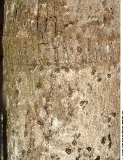 Tree Bark