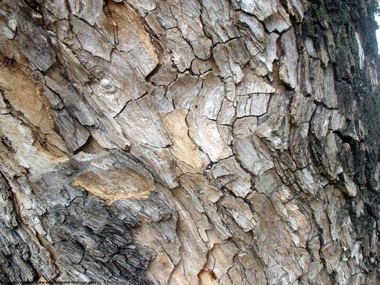 Tree Bark