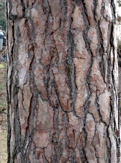 Tree Bark