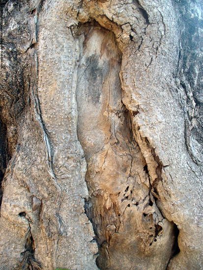 Tree Bark