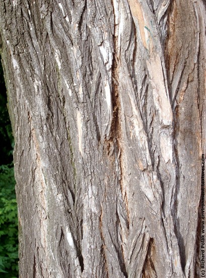 Tree Bark