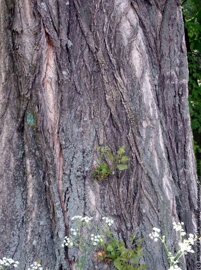 Tree Bark