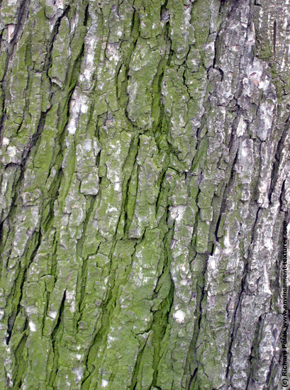 Tree Bark