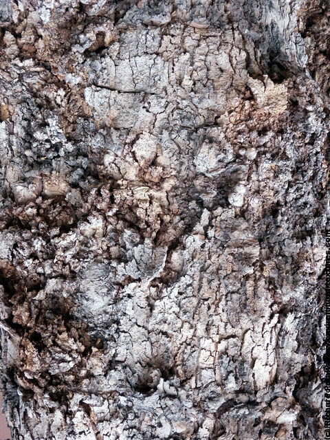 Tree Bark