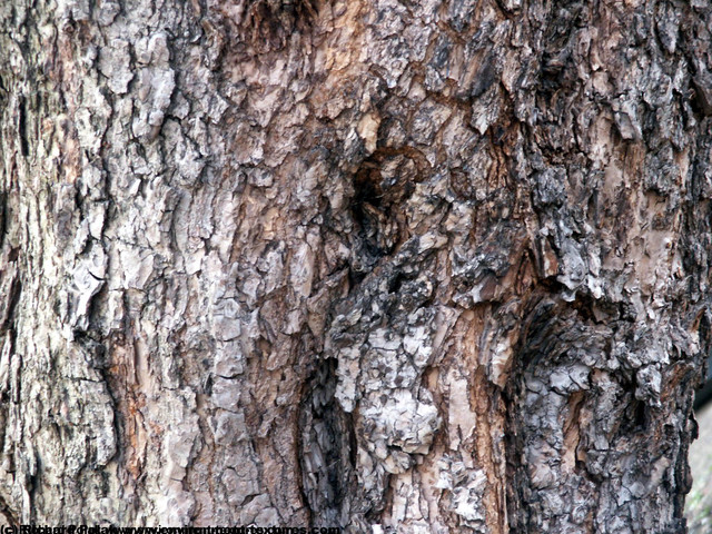 Tree Bark