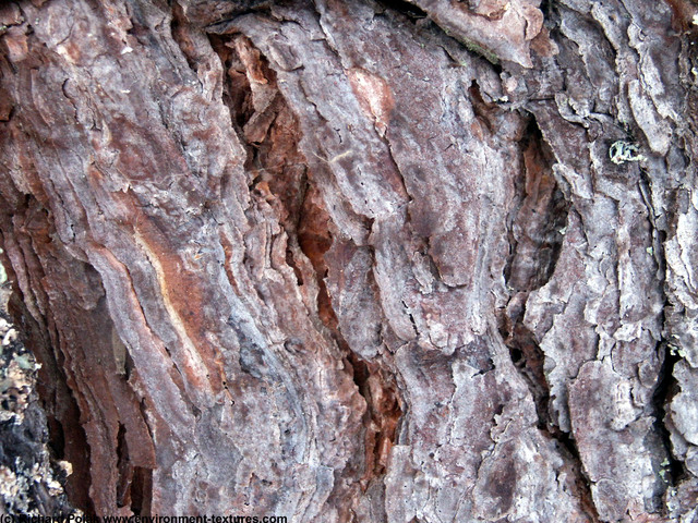 Tree Bark