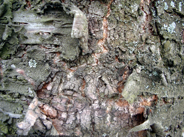 Tree Bark