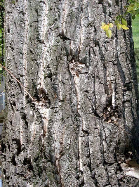 Tree Bark