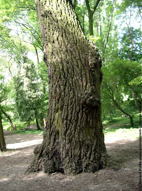 Tree Bark