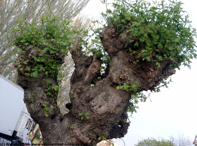 Tree Bark