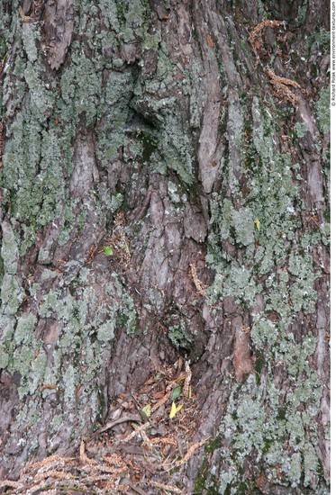 Tree Bark