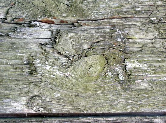 Rough Wood