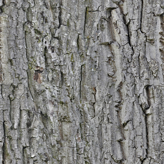 Seamless Tree Bark