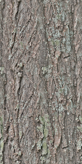 Seamless Tree Bark