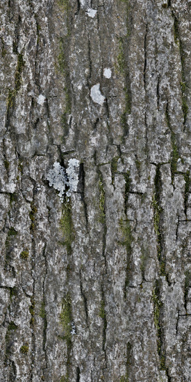 Seamless Tree Bark