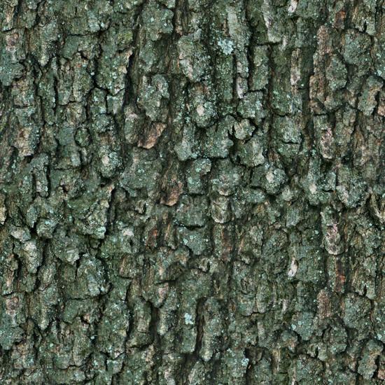 Seamless Tree Bark