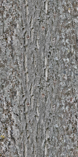 Seamless Tree Bark