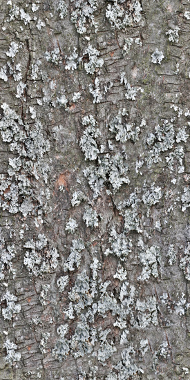 Seamless Tree Bark