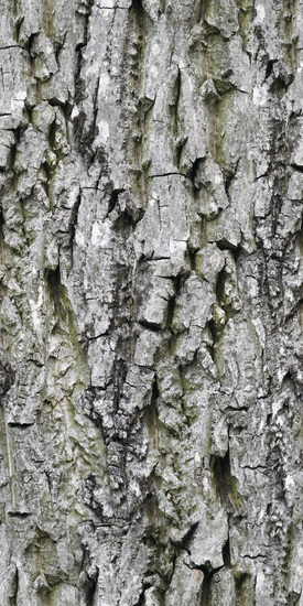 Seamless Tree Bark