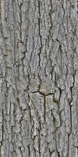 Seamless Tree Bark