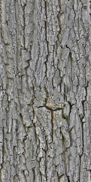 Seamless Tree Bark