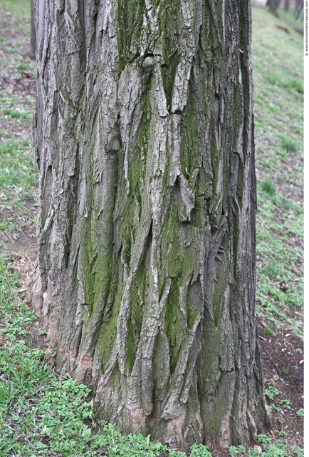 Tree Bark