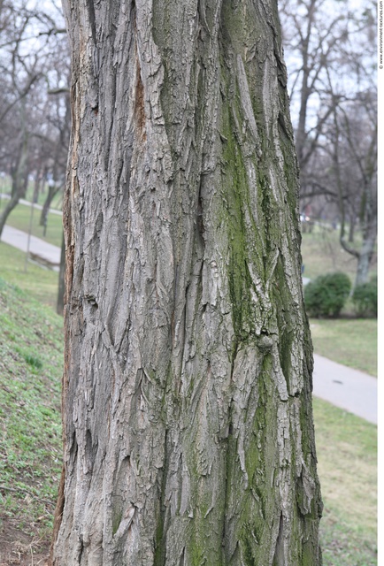 Tree Bark