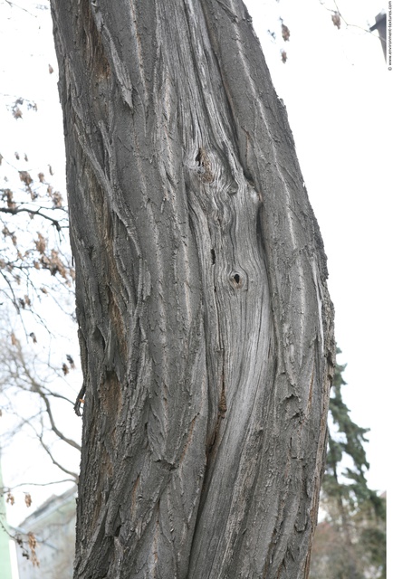 Tree Bark