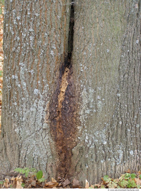 Tree Bark