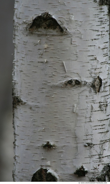 Tree Bark