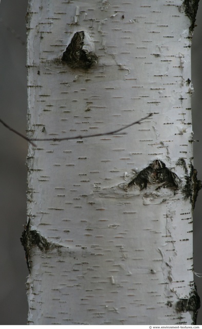 Tree Bark