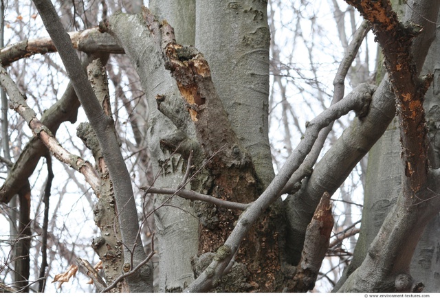 Tree Bark