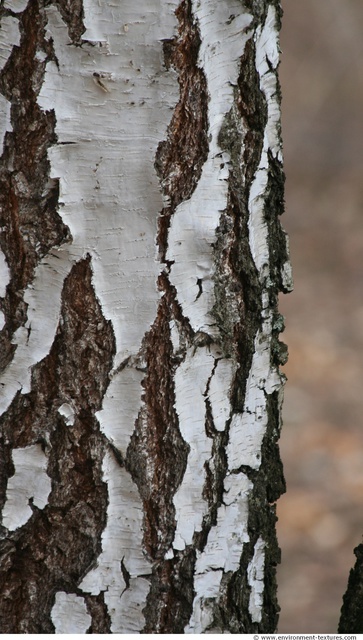 Tree Bark