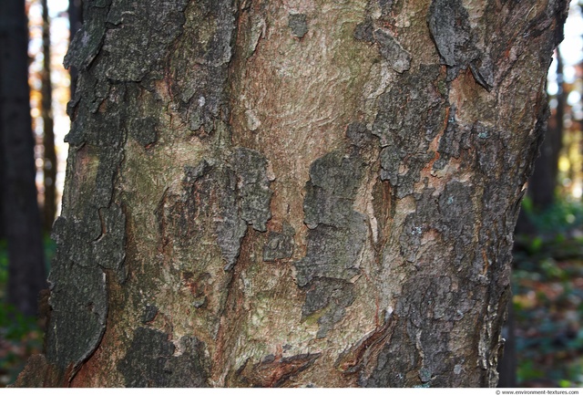 Tree Bark