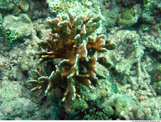 Corals