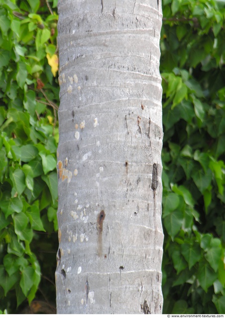 Tree Bark