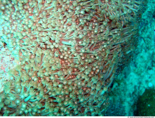 Corals