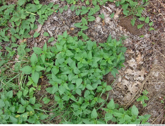 Groundplants